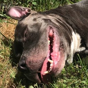 Meet your Posher, Tony